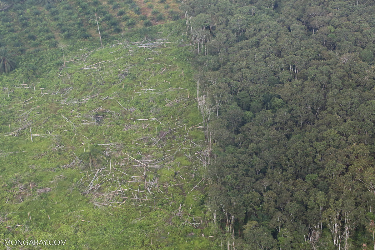 Jungle rubber forest clearing in Riau [riau_5369]