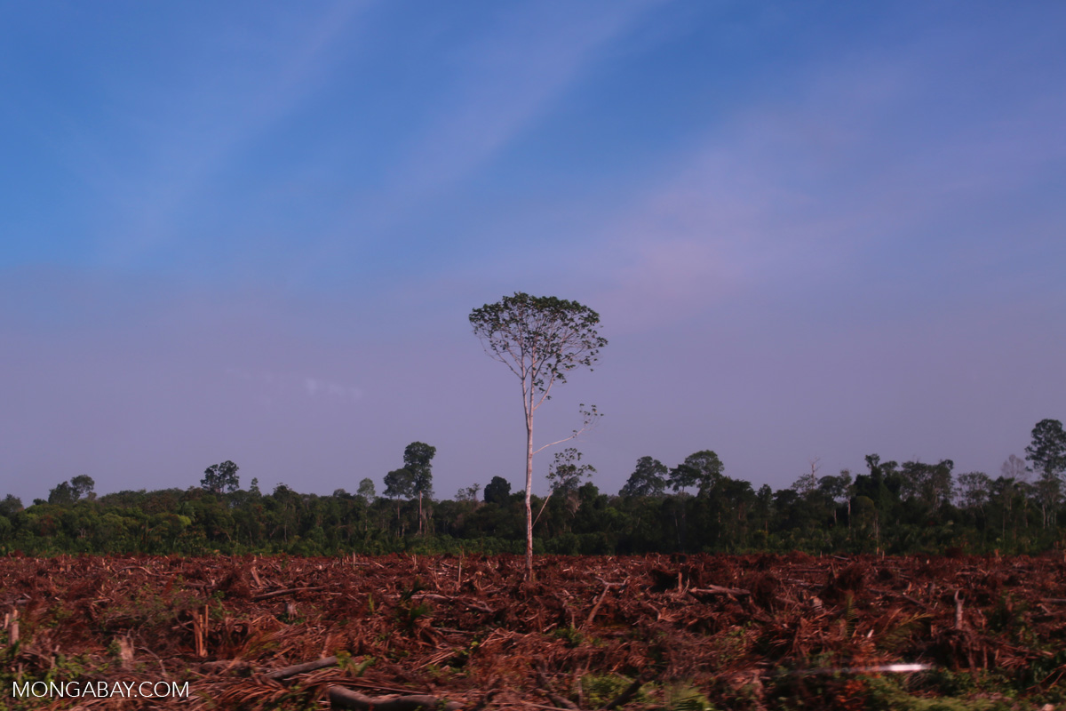 Forest cleared for palm oil production [riau_5926]