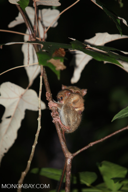 Mother Tarsier and Baby