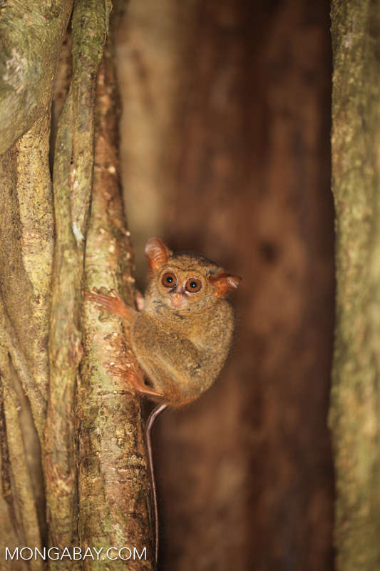 Tarsier