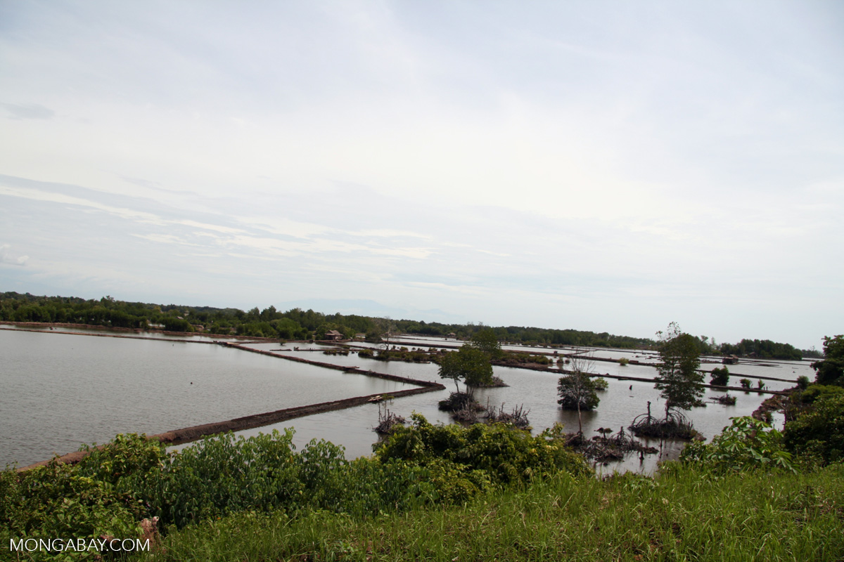 Mangroves cleared for settlement and agriculture (Sulawesi - Celebes)