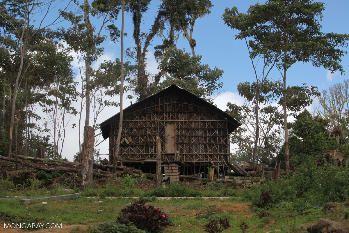 Traditional arfakpeople house in New Guinea
