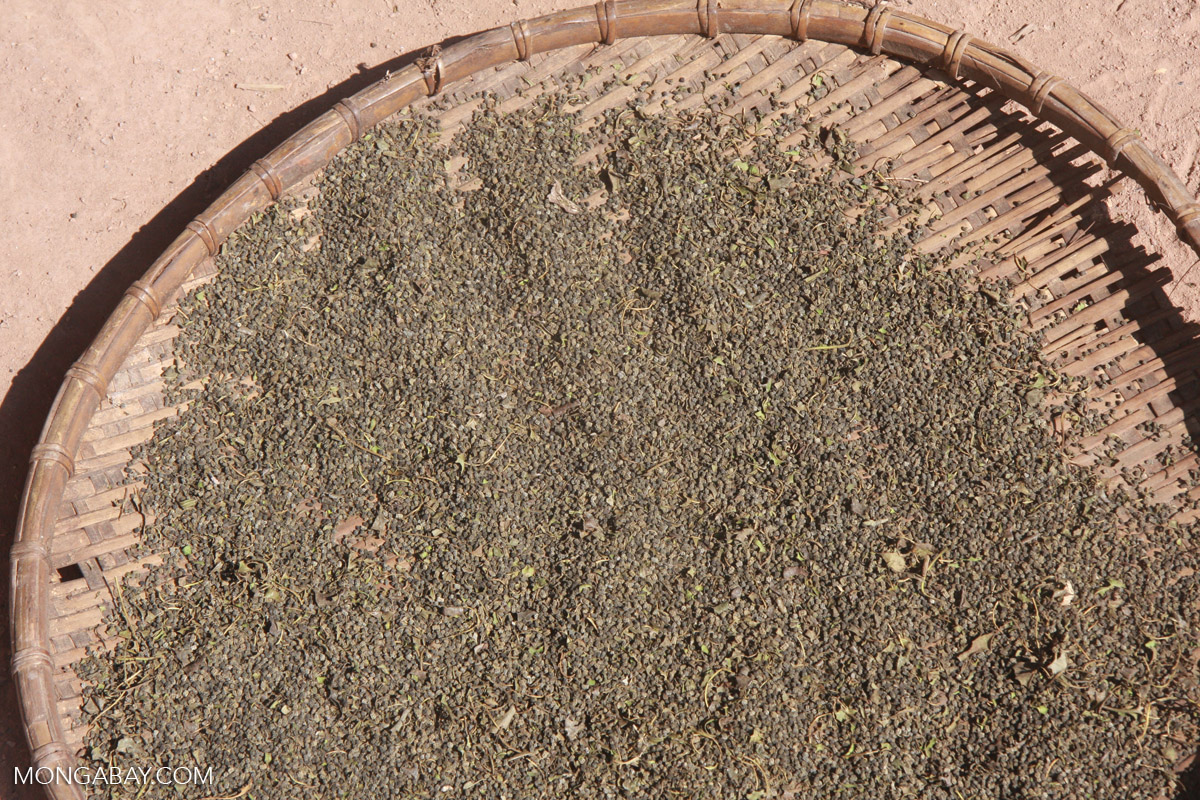 Silkworm poop used for tea