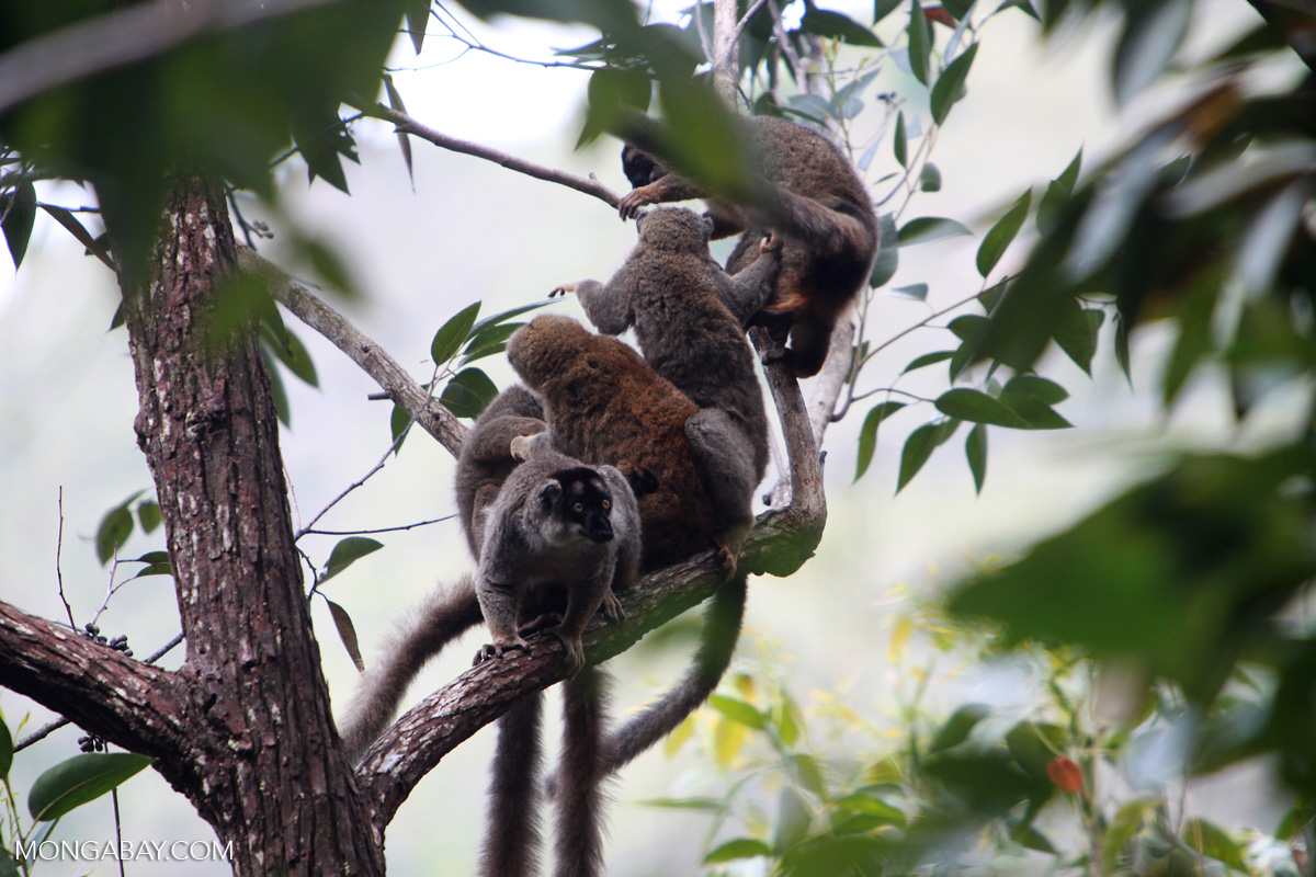Common brown lemurs (Eulemur fulvus)