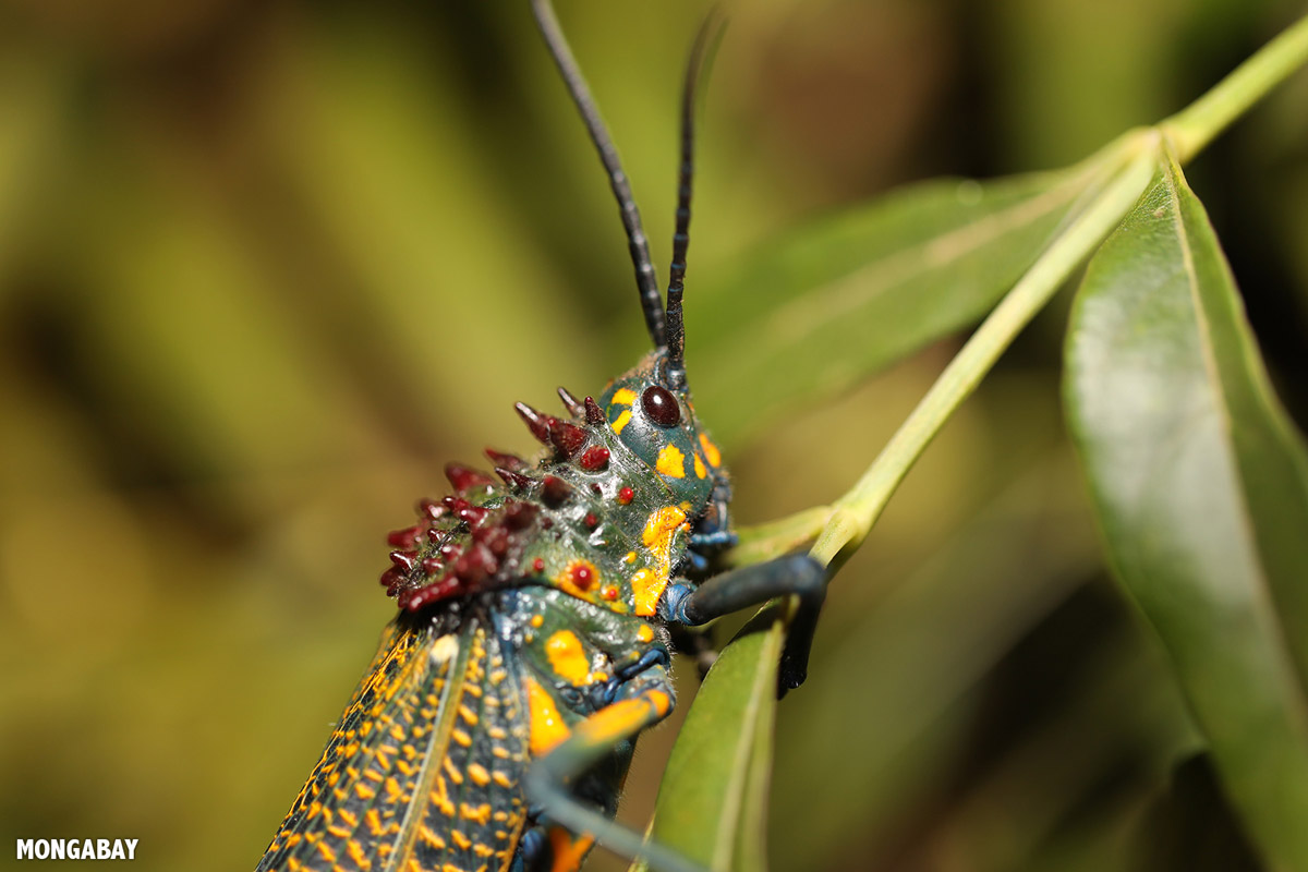Rainbow Milkweed Locust (Phymateus saxosus)