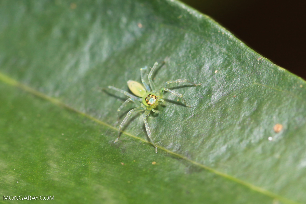 Translucent spider with turquoise, green, and yellow parts [madagascar ...