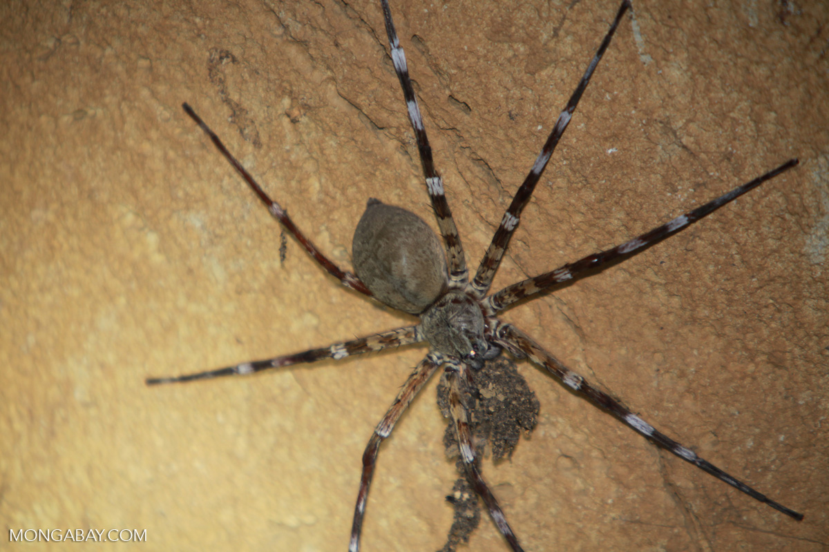 Giant spider