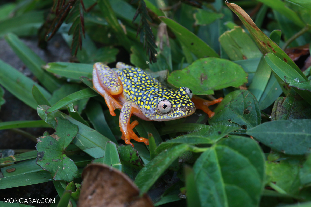 White Spotted Reed Frog (Heterixalus alboguttatus) [madagascar_5156]