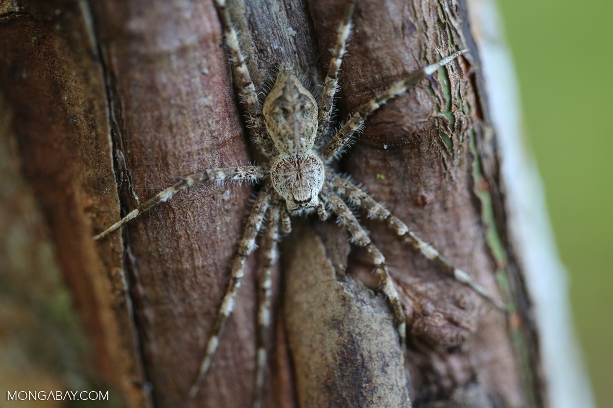 Madagascar spider [madagascar_masoala_0698]