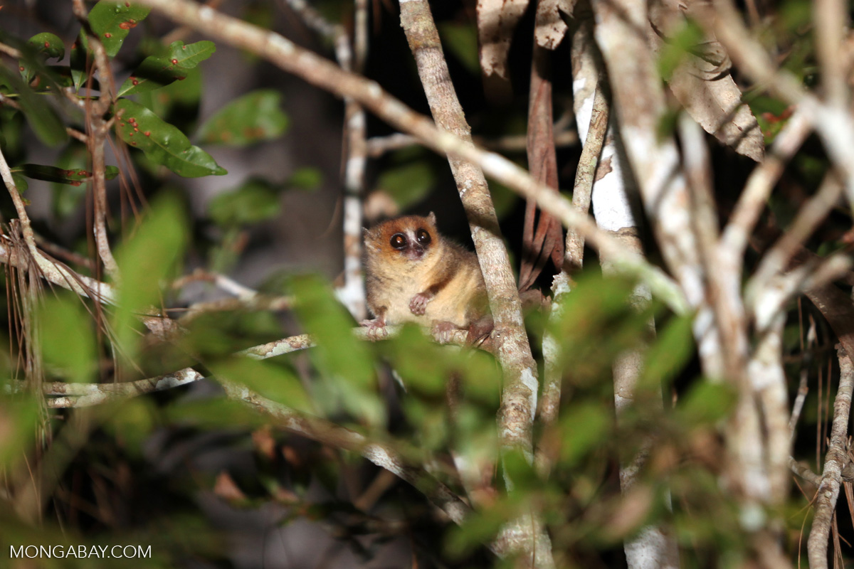 Brown mouse lemur (Microcebus rufus)