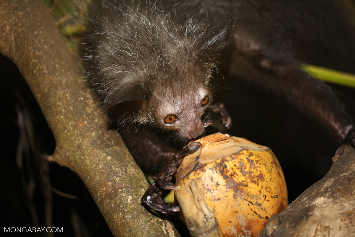 Meme Theory: Coconuts Are Mammals! - YouTube Meme Theory: Coconuts Are Mammals! - YouTube