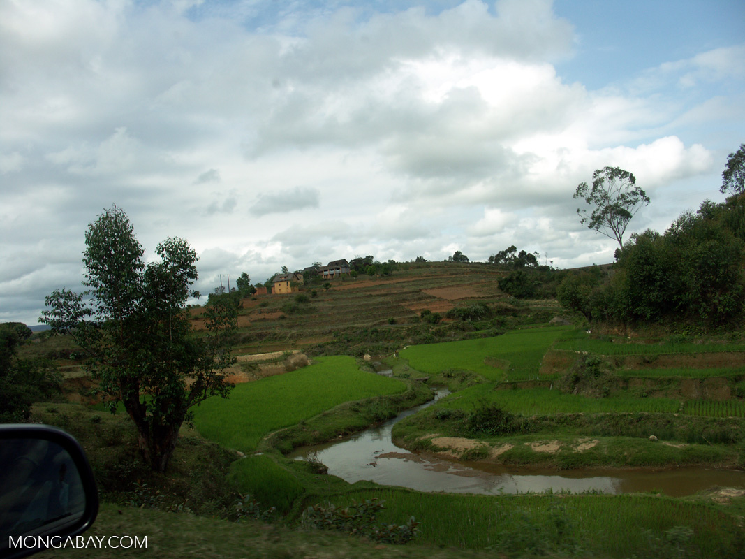 Rice paddies near Antananarivo (RN7)