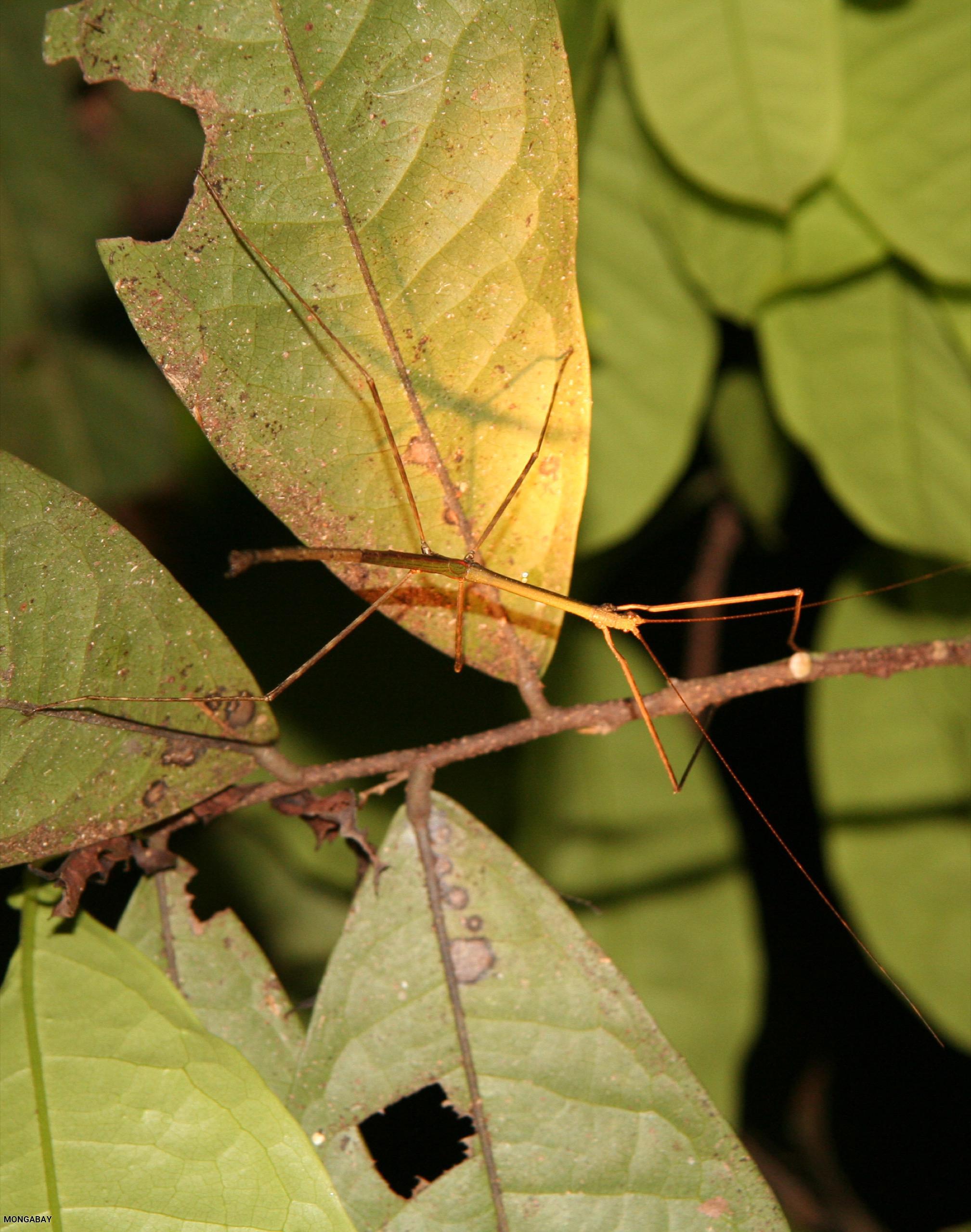 Light green stick insect