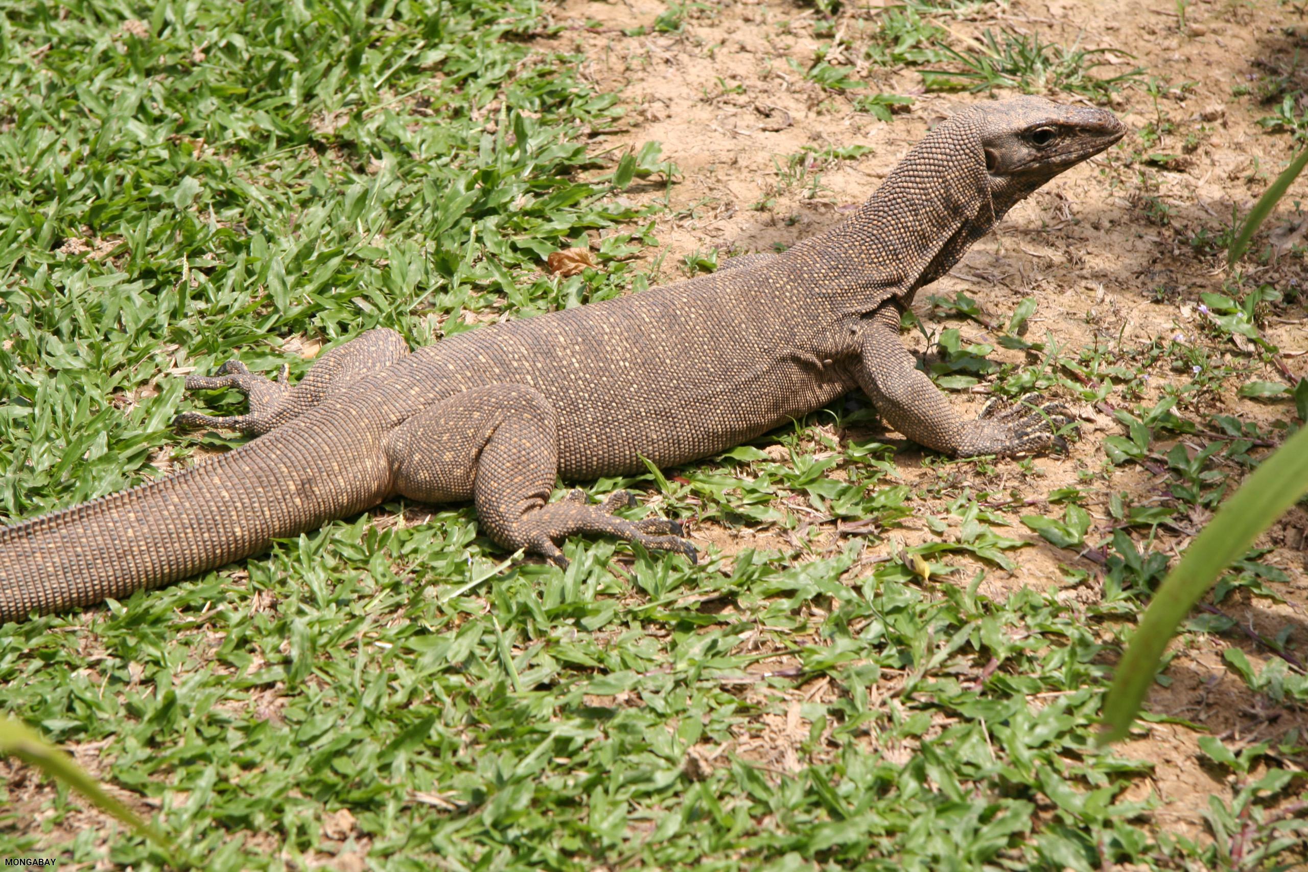 Small Water Monitor Lizard Taking In The Sun On The Grass