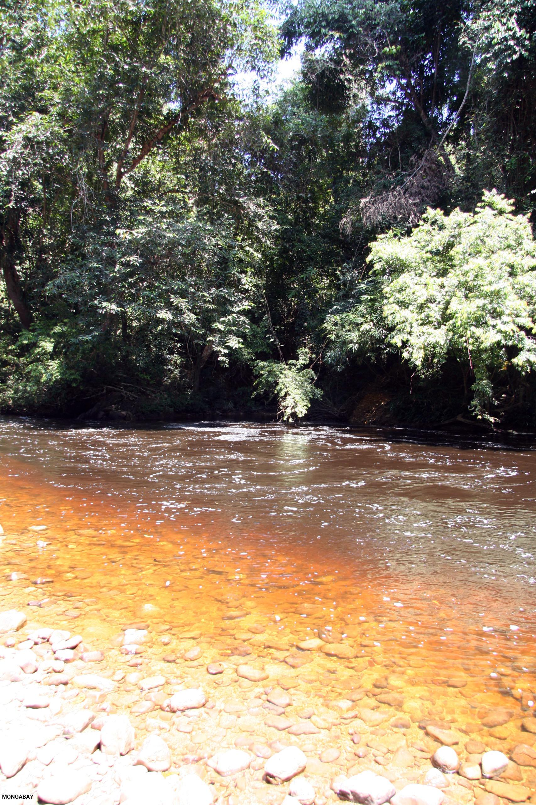 Blackwater resulting from tannins in vegetation, Tahan river