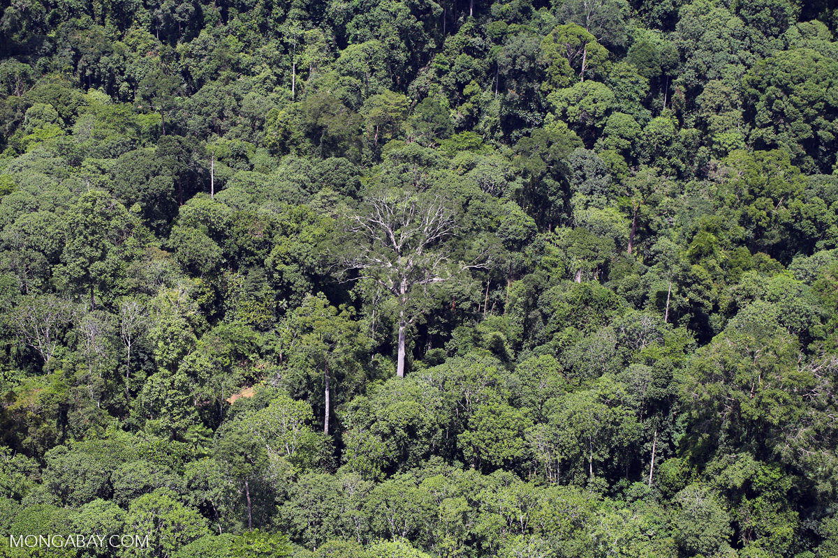 Emergent rainforest tree in Borneo sabah_aerial_0810