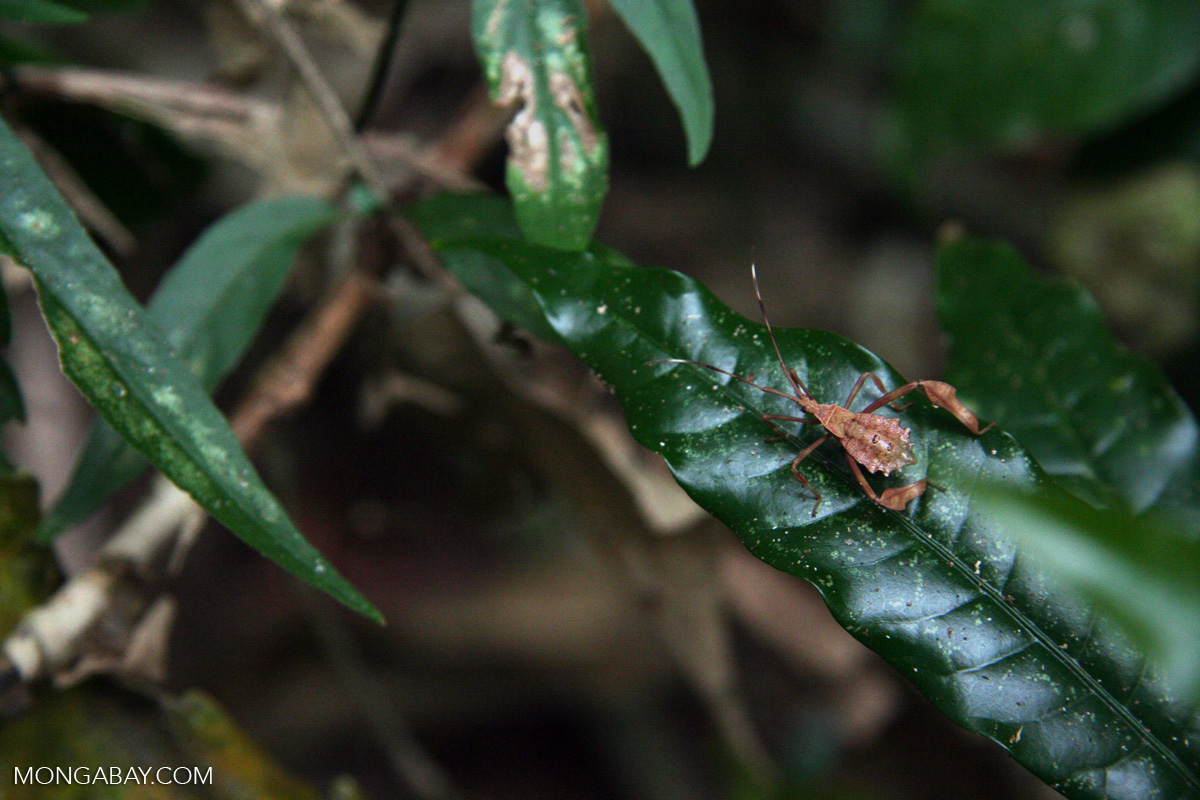 Pooran Insect Image Brown insect