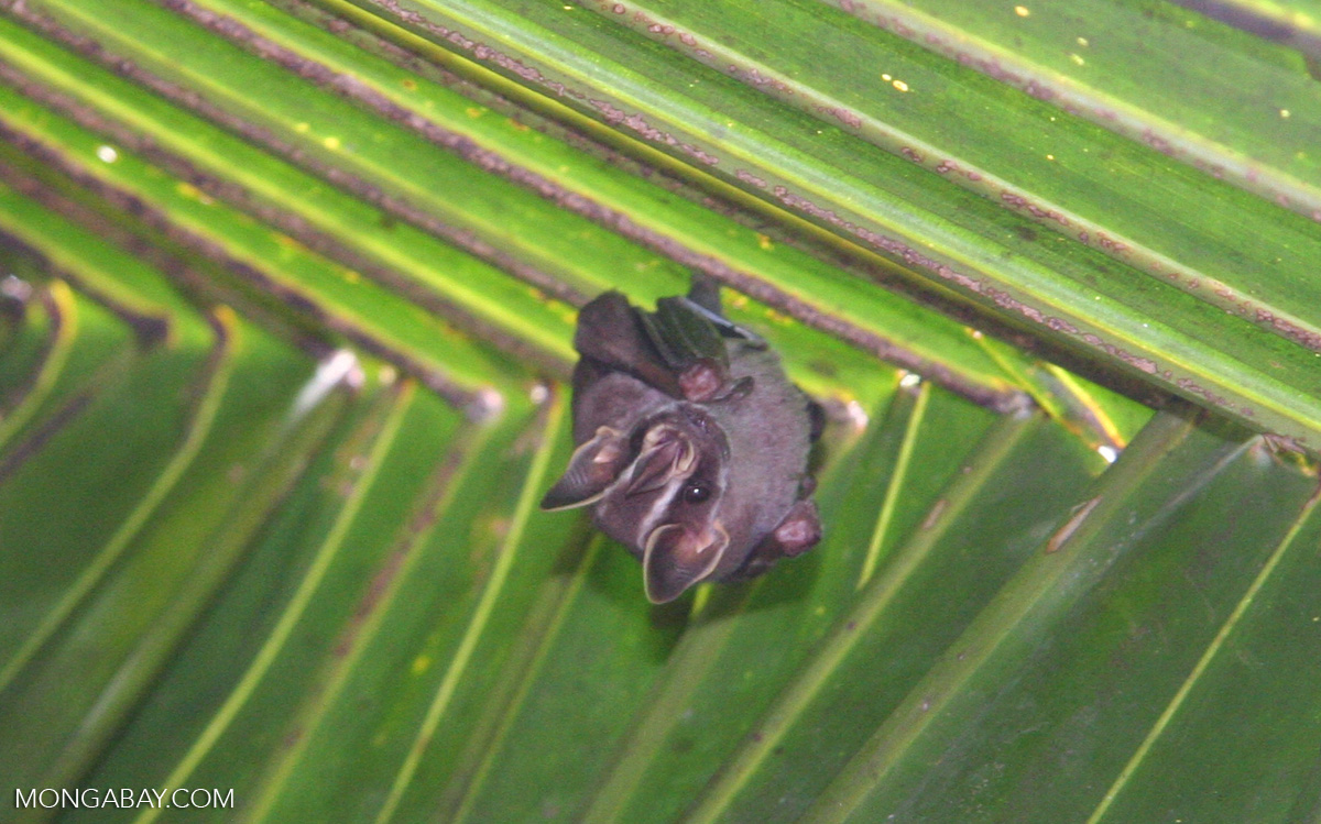 Tentmaking bat under a palm leaf