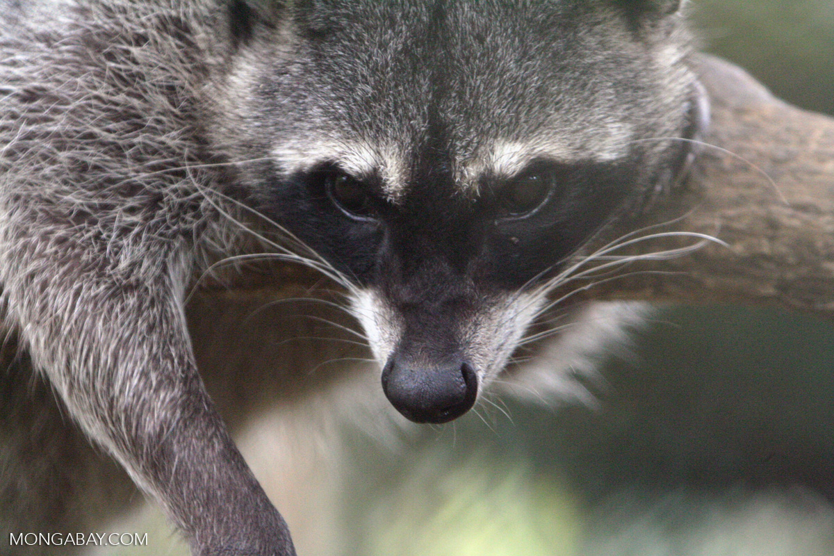 Crabeating Raccoon (Procyon cancrivorous)