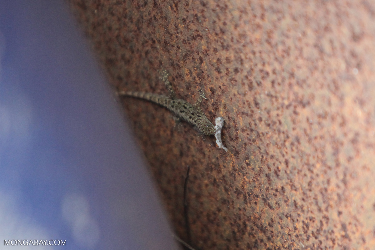 Lizard eating an insect