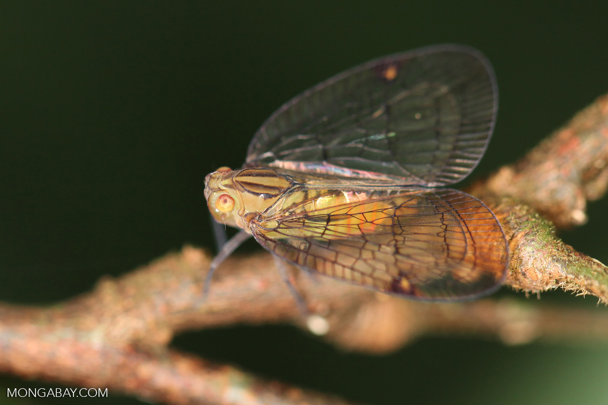 Cicada