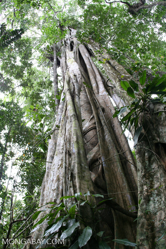 Strangler fig tree [manu-Manu_1023_2442]
