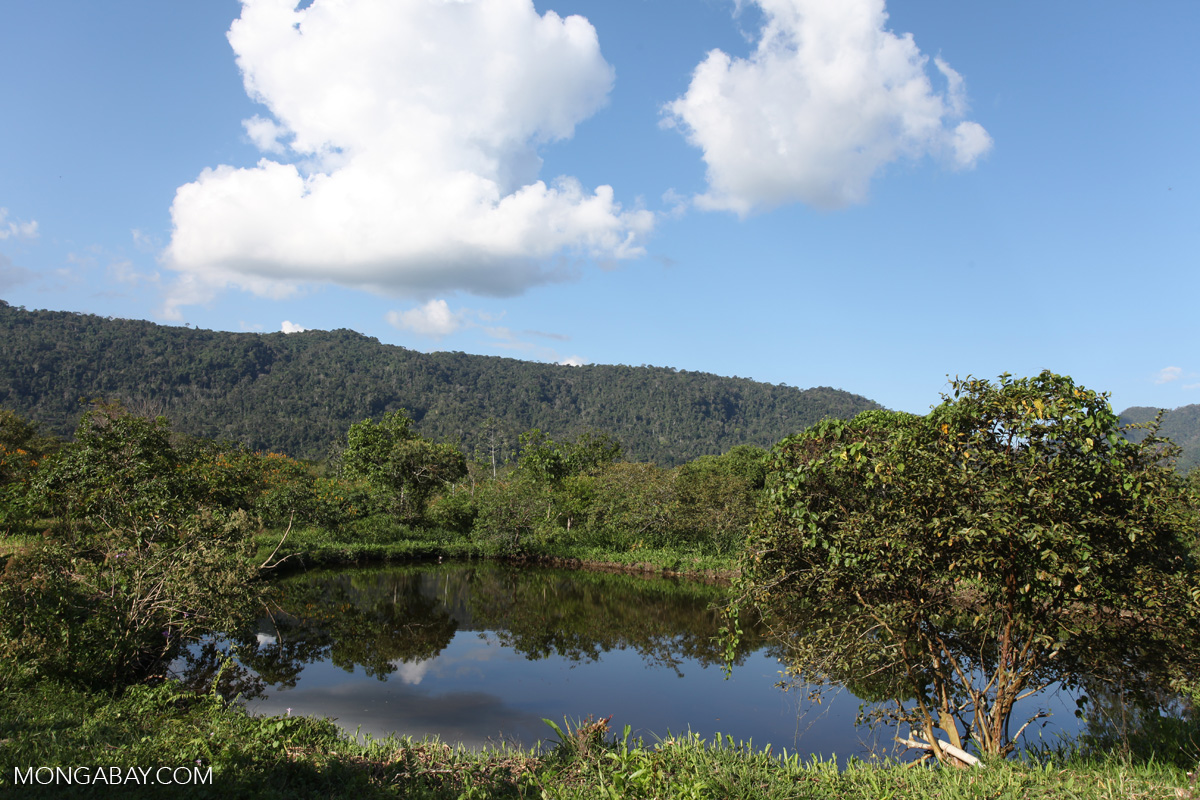Fish pond in the Amazon