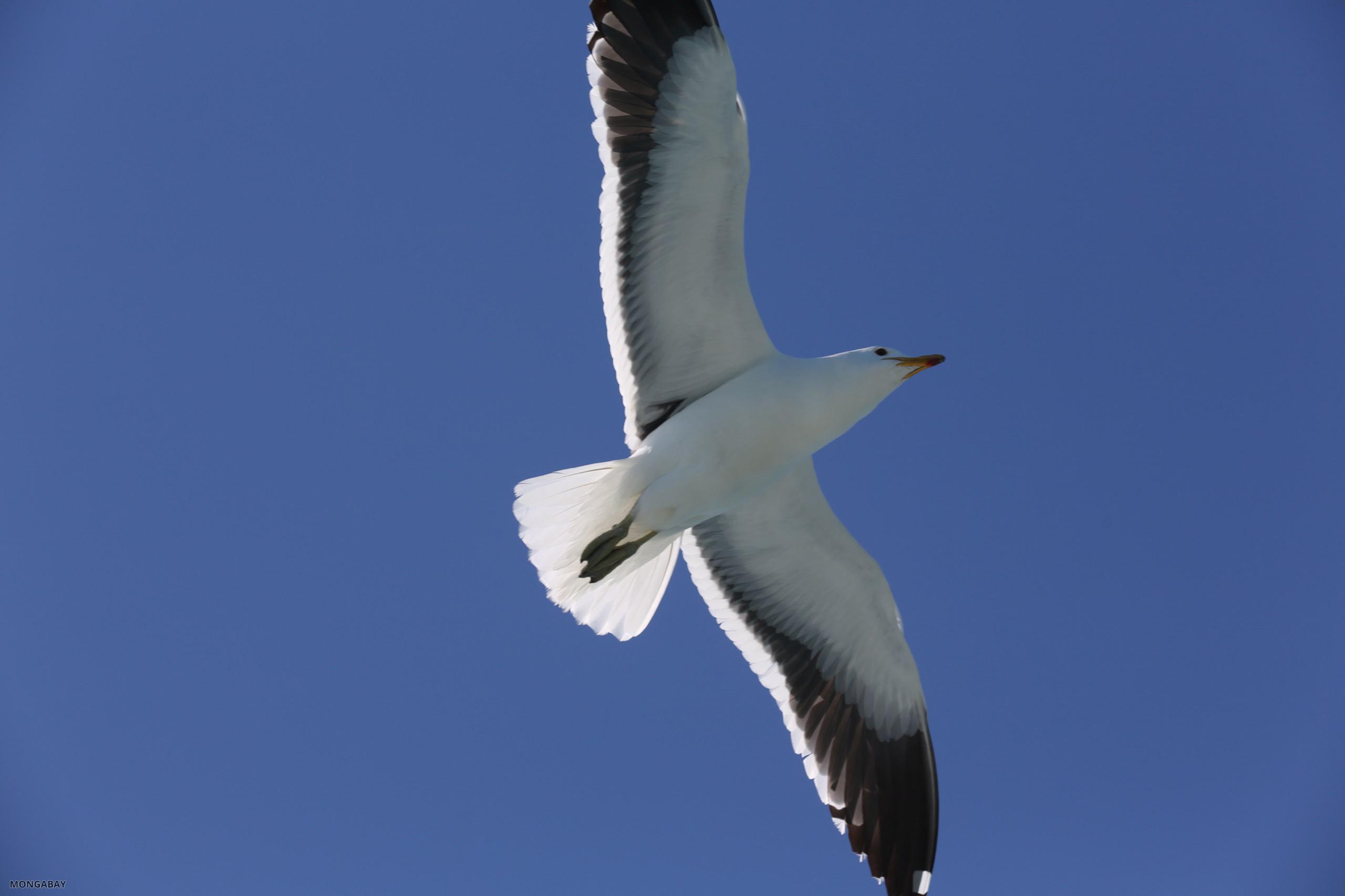Sea gull [south_africa_hermanus_1266]