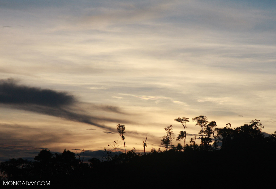 Rainforest sunset [suriname_2391]