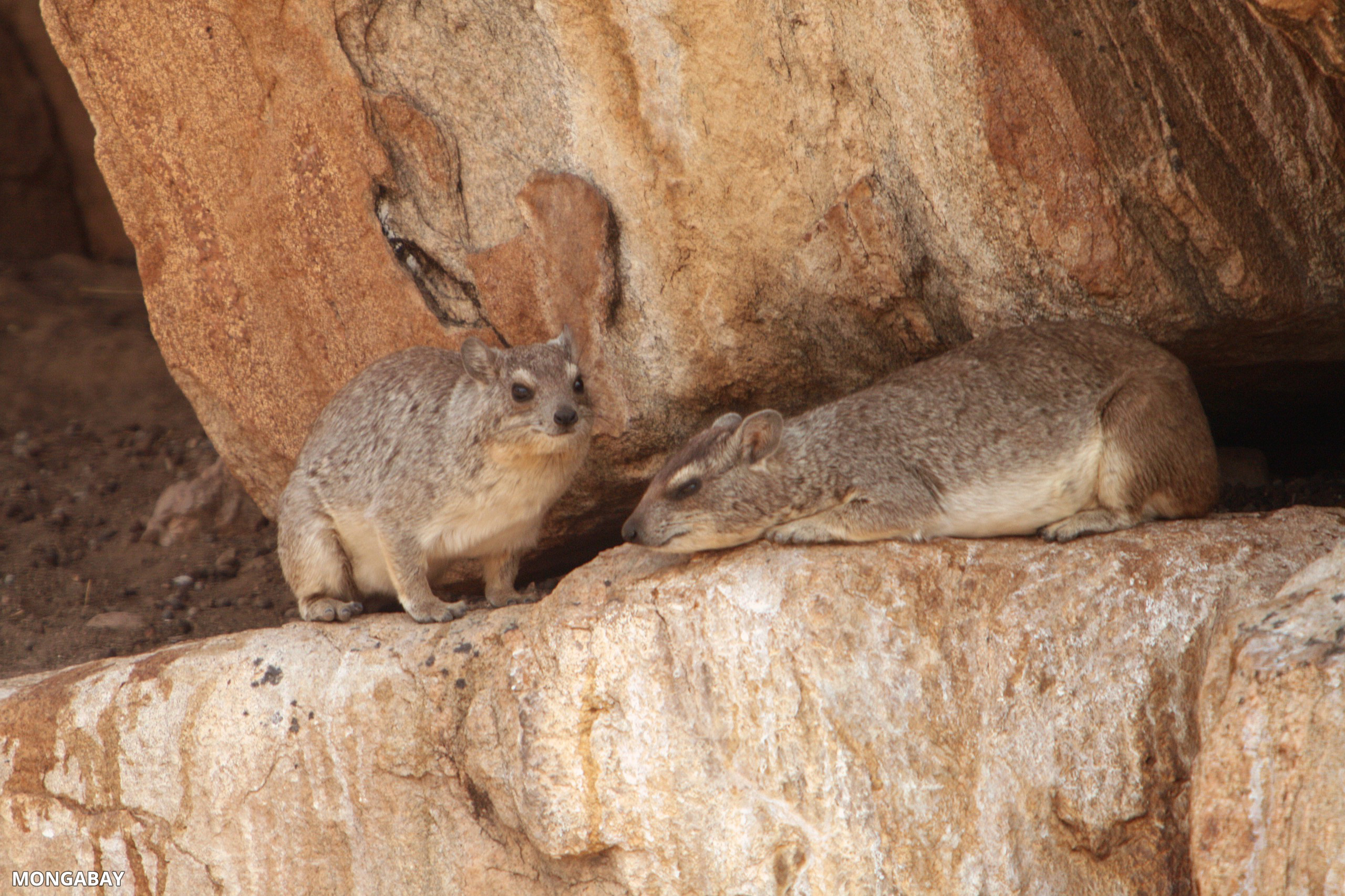 Eastern Tree Hyrax (Dendrohyrax arboreus)