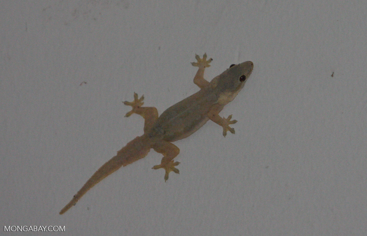 Flat tailed House Gecko Cosymbotus Platyurus 