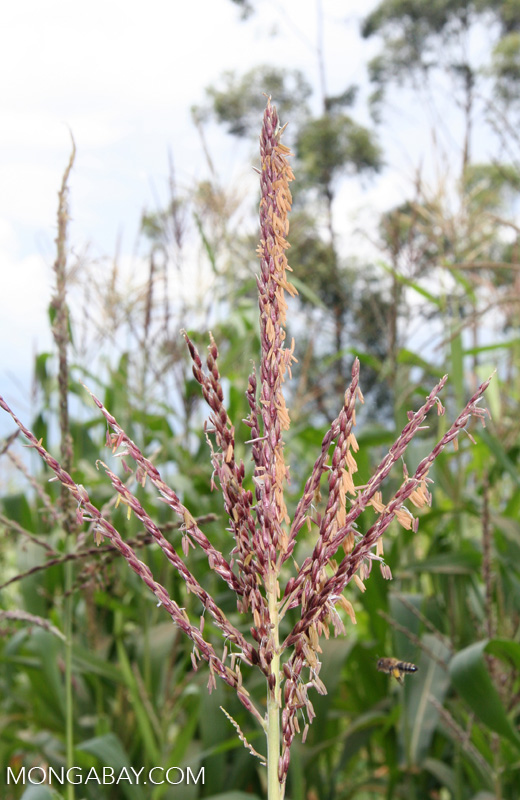 Cultivated maize in Africa
