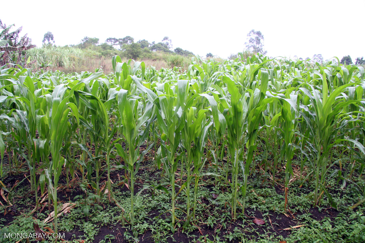 Corn (maize) field in Uganda