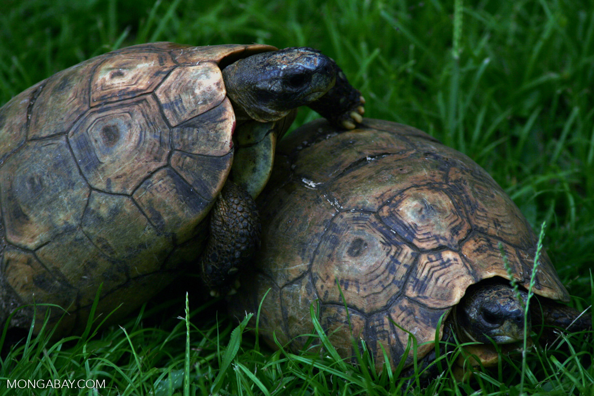 Tortoises mating (closeup)
