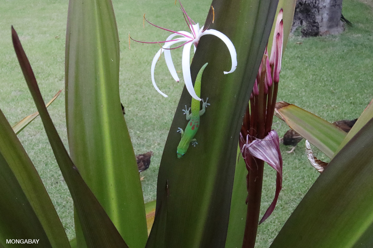 Invasive day gecko in Kauai