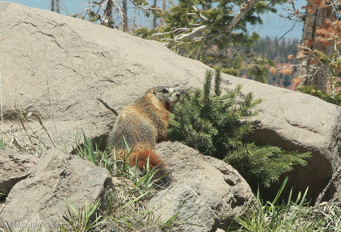 Yellow-bellied Marmot (Marmota flaviventris)