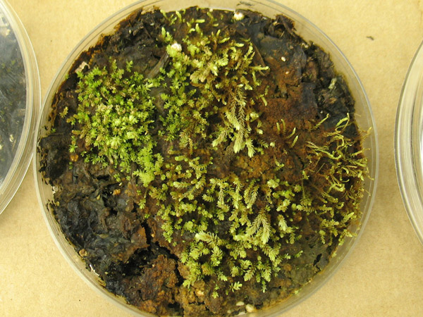 Life, death and what sphagnum does afterwards