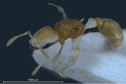 Dorsolateral aspect of a paratype gyne. Only one lobe of postpetiolar sternite is visible.  Photo: Bernhard Seifert and  Sabine Frohschammer