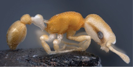 Lateral aspect of holotype worker. Photo: Bernhard Seifert and  Sabine Frohschammer