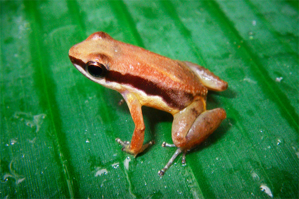 Une nouvelle espèce de grenouille découverte en forêt ienne péruvienne