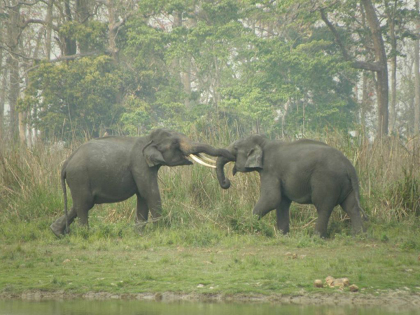 Tusking. Photo by Karpagam Chelliah.