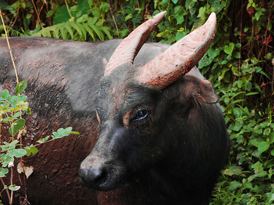 Un Tamarao en Mindoro, Filipinas, uno de los animales de la lista del ASAP. Foto por Gregg Yan.