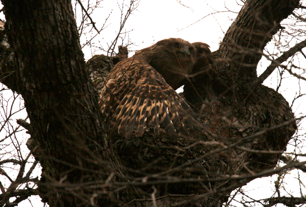 A female Blakiston’s fish owl flushes from its nest, a cavity in an old-growth Chosenia tree in Primorye, Russia. Photograph © Jonathan Slaght, WCS Russia