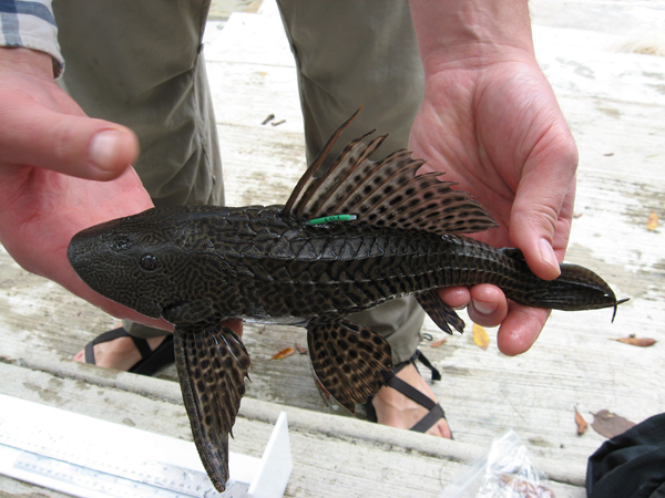 A close-up of the details of the sailfin catfish in the Chacamax River. Photo by Krista Capps.