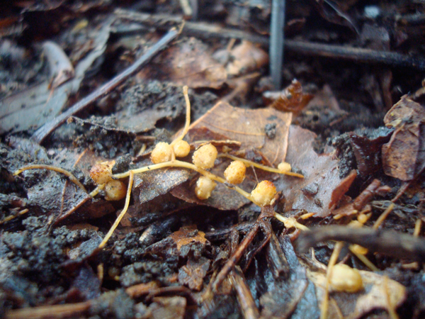 Symbiotic root nodules where nitrogen fixation occurs. This powerful process is accomplished by bacteria that live in the nodules, take nitrogen gas from the atmosphere, and turn it into nitrogen fertilizer for the tree. Photo by Sarah A. Batterman, Princeton University.