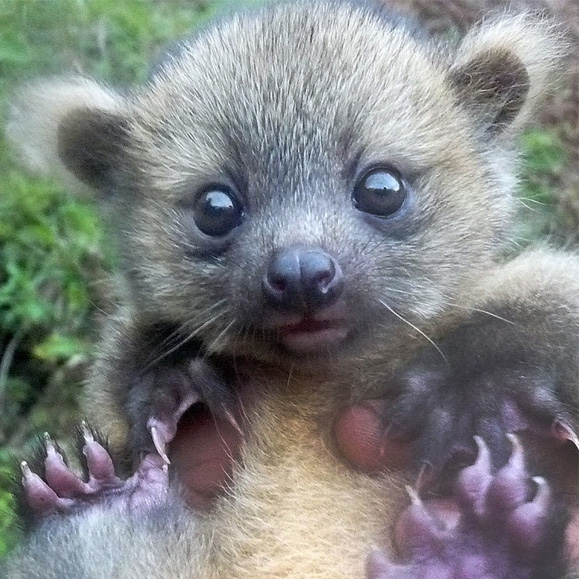 Baby olinguito found in SavingSpecies project site in Colombia. Photo by Juan Rendon.