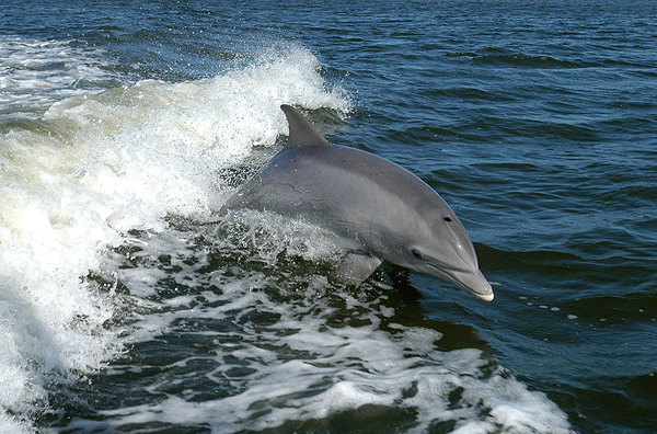 A bottlenose dolphin (Tursiops truncatus) breaching in a wake.  Photo in the public domain provided by NASA.