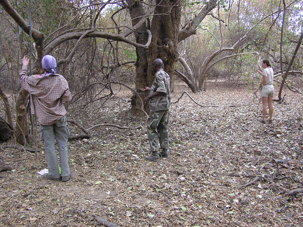 The Czech team setting up the nets with their Senegalese helpers. Photo courtesy of Prof. Jaroslav Červený.