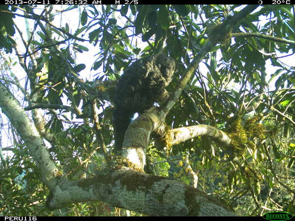 Bald-faced saki (Pithecia irorrata). Photo courtesy of the Smithsonian Conservation Biology Institute.