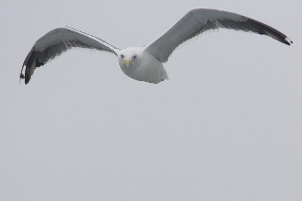 A seabird in flight. Photo by Tiffany Roufs.